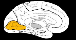 Rotação lingual: funções e características desta parte do cérebro


