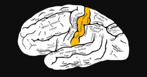 Rotação pós-central: características e funções desta área do cérebro


