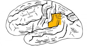 Rotação supramarginale: funções e distúrbios associados a esta região do cérebro


