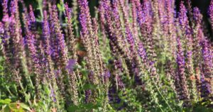 Salvia: 11 propriedades e benefícios desta planta