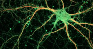 Sinaptogênese: como são feitas as conexões entre os neurônios?


