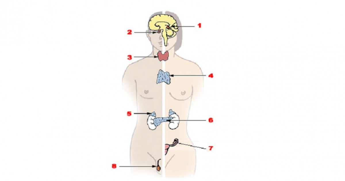 Sistema endócrino: anatomia, peças e funções