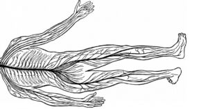 Sistema nervoso periférico (autônomo e somático): partes e funções