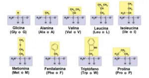 Tabela de aminoácidos: funções, tipos e características


