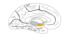 Uncus: estrutura e funções desta parte do cérebro


