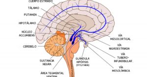 Via tuberoinfundibular: o que é e como funciona essa via no cérebro



