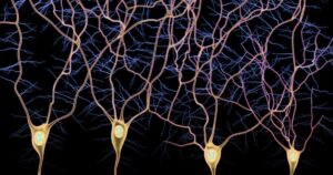 Vias aferentes e eferentes: tipos de fibras nervosas