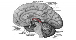 Epitélio: partes e funções desta estrutura cerebral


