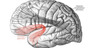 Livreto viciado: características, partes e funções do cérebro


