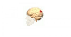 Rotação angular (cérebro): áreas, funções e distúrbios associados


