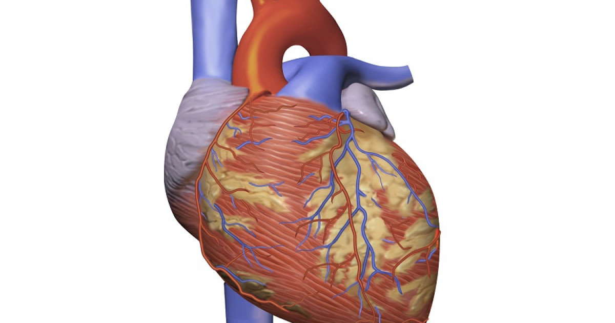 Consistência cardíaca: o que é e quais são seus efeitos no corpo