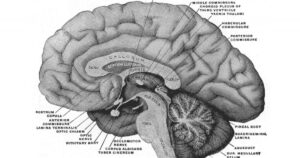 Habenula: o que é, características e funções no cérebro

