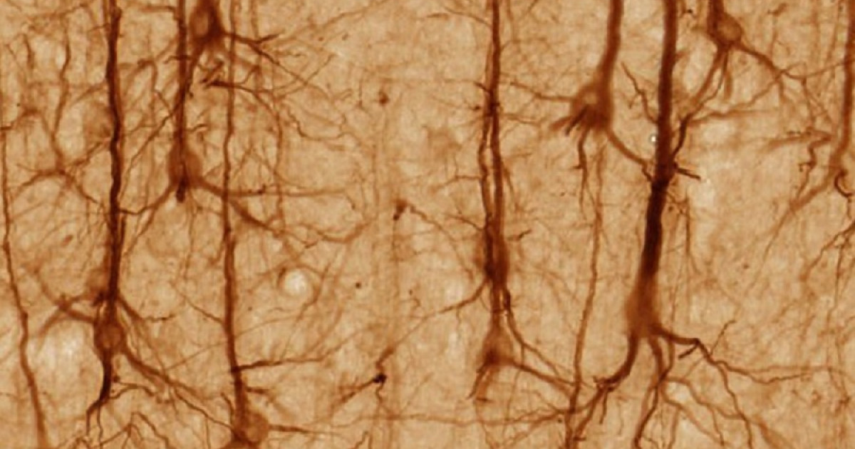 Quanto tempo vive um neurônio?